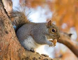 Squirrel Damage Repair