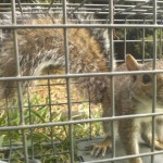 Cornelius NC Squirrel Removal