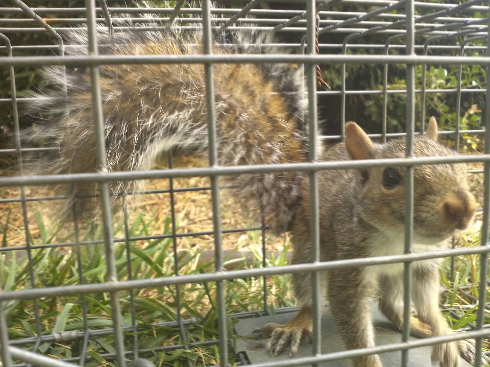 Cornelius NC Squirrel Removal