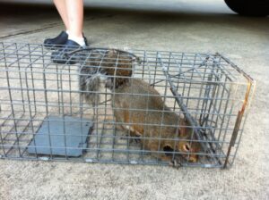 charlotte nc squirrel control