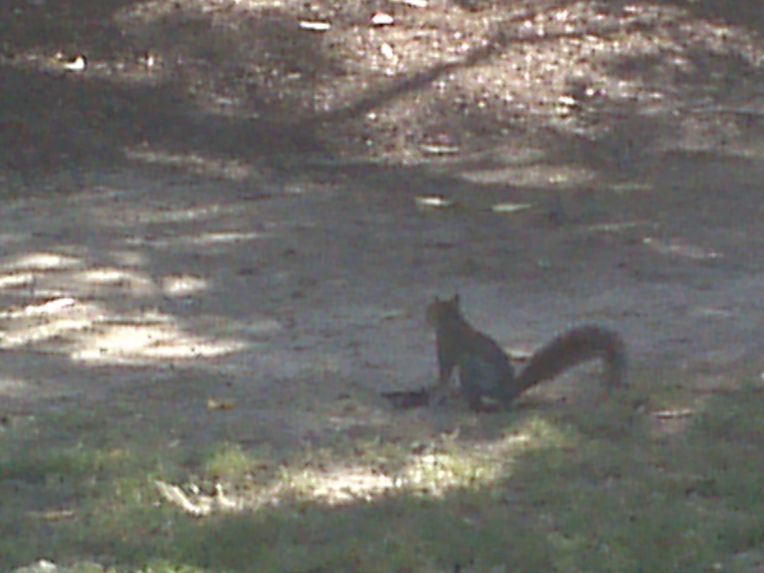 squirrel removal cost