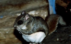 Flying Squirrel in Attic