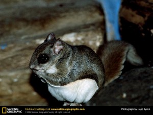 Flying Squirrel in Attic