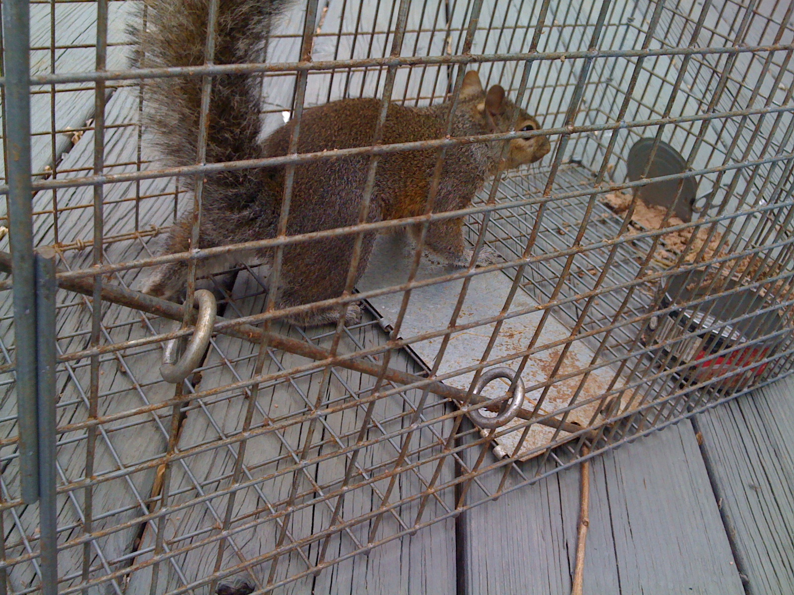 Squirrel Removed From Attic