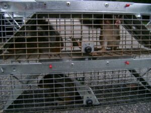 rodent control charlotte nc 620x465