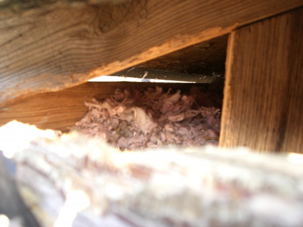 lake wylie squirrel removal 620x465