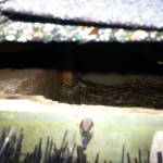 Squirrels nesting in attic Monroe NC