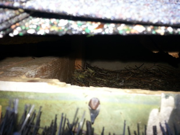 squirrel nest in attic union county 620x465