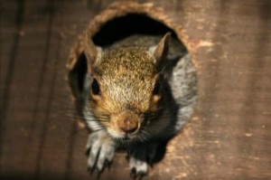 Squirrel Removal Huntersville NC