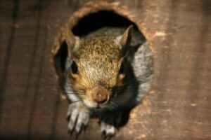 squirrel removal huntersville nc