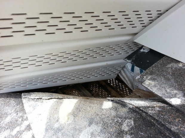 albemarle nc squirrel removal 620x465