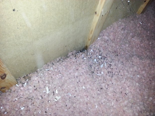 bat removal charlotte 620x465