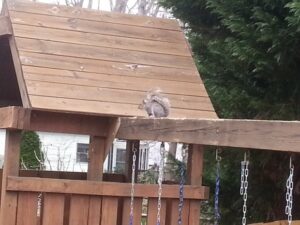 belmont nc squirrel removal 620x465