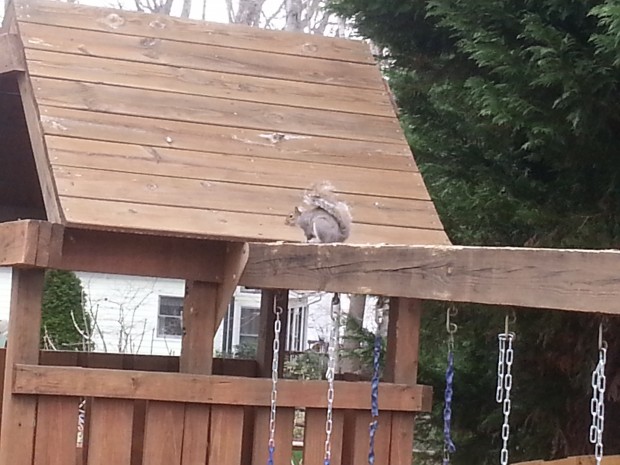 belmont nc squirrel removal 620x465