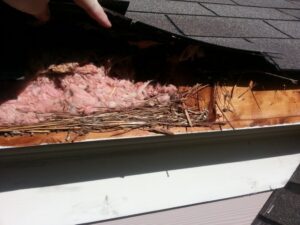 concord nc squirrel removal 620x465