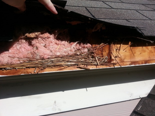 concord nc squirrel removal 620x465