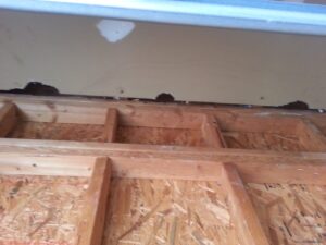 denver nc squirrel removal 620x465