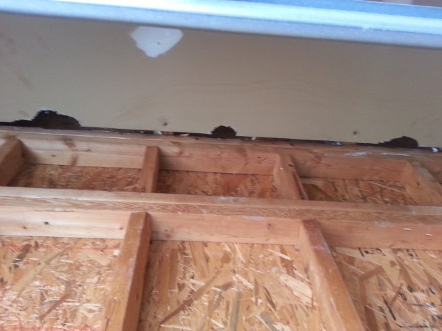 denver nc squirrel removal 620x465