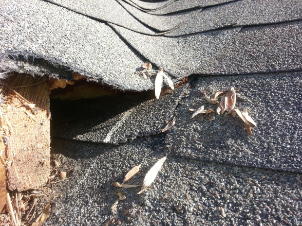 gastonia nc squirrel removal 620x465