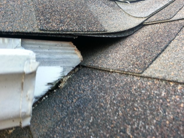 harrisburg nc squirrel removal 620x465