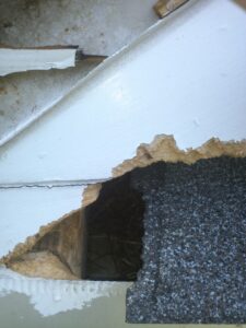 lake norman squirrel removal 620x826