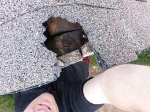 lincolnton nc squirrel removal 620x465