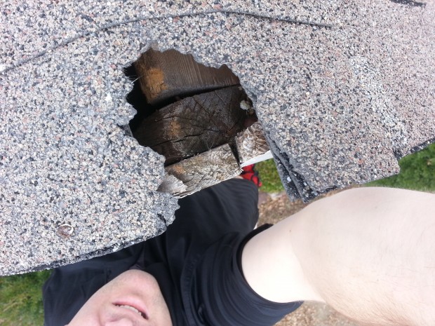 lincolnton nc squirrel removal 620x465