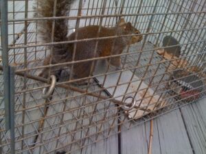 matthews nc squirrel removal 620x465