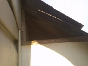 monroe nc squirrel removal 620x465