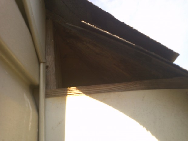 monroe nc squirrel removal 620x465