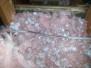 salisbury nc squirrel removal 620x465