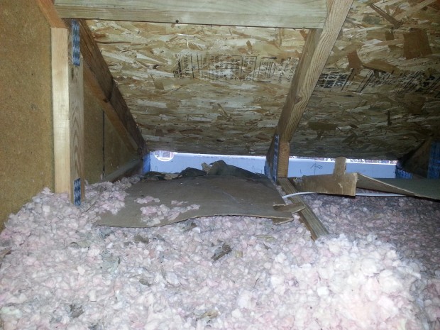 squirrel removal troutman nc 620x465