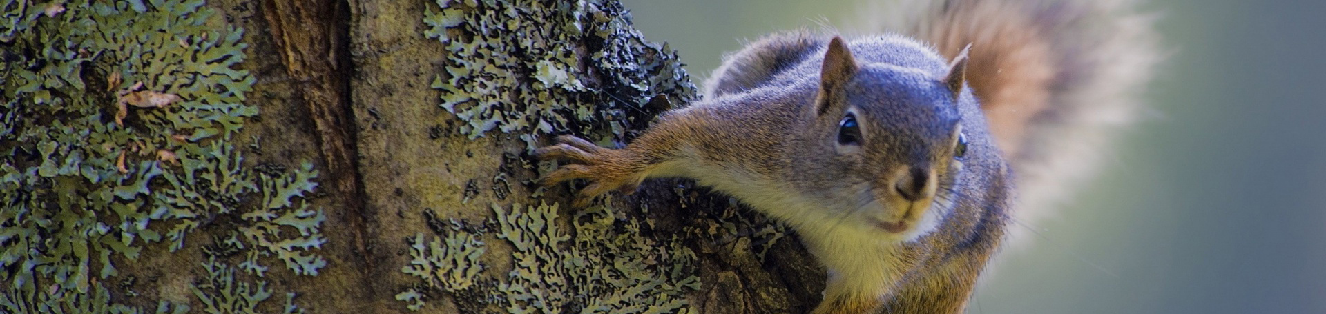 Flying Squirrel Scat