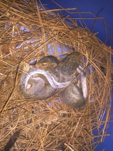 Squirrel Babies Season Charlotte NC