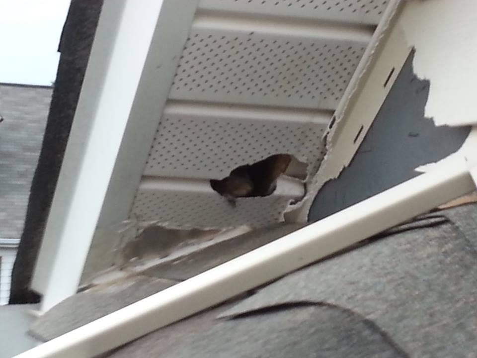 squirrel control charlotte nc (1)