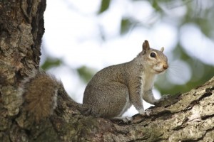 Nesting in attic, Squirrels