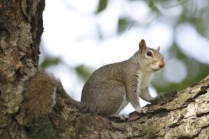 squirrels nesting attic