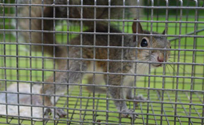 Squirrel safely trapped in a humane cage for relocation.