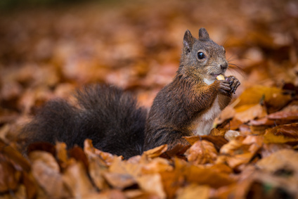 Squirrel eating nut on autumn leaves – Charlotte Squirrel Removal.