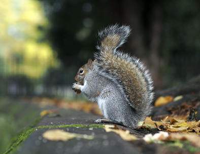 Squirrel eating on a park ledge surrounded by autumn leaves – Charlotte Squirrel News.